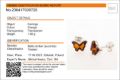 Amber Experts identification micro report for genuine Baltic amber butterfly stud earrings showing authenticity certificate, weight 1.68g, succinite classification, and handmade Polish amber jewelry