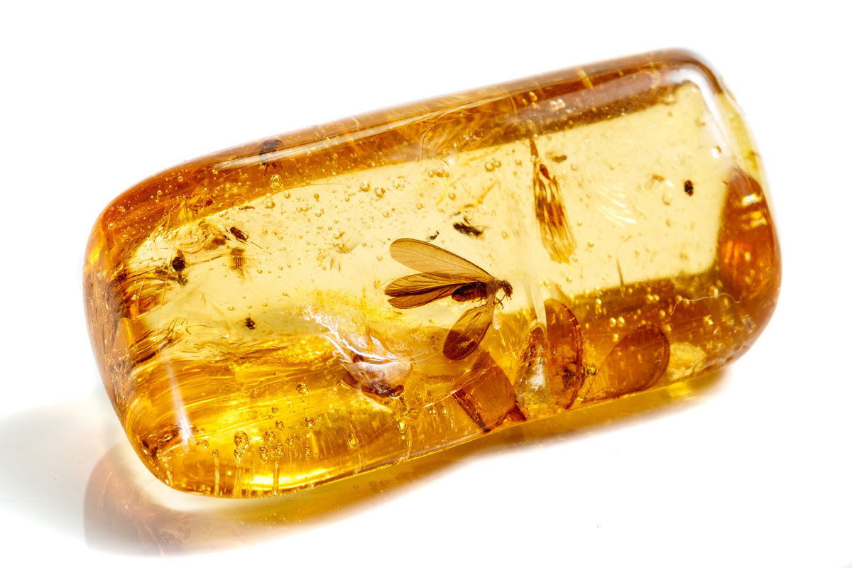 amber with insects
