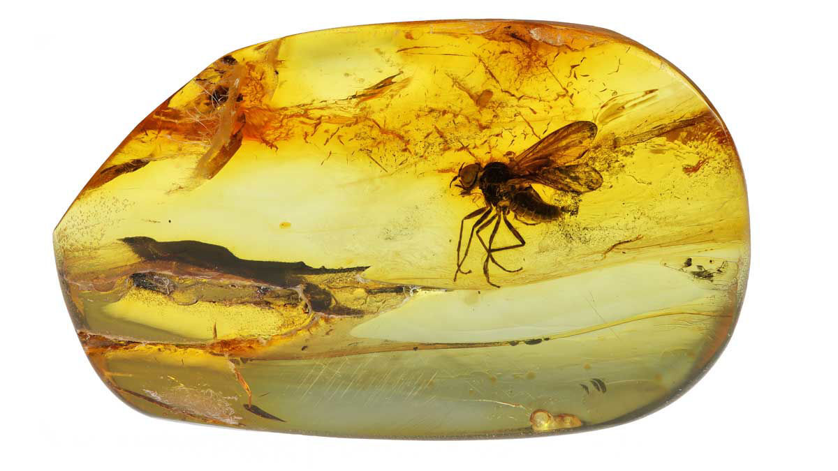 Baltic-amber-with-snipe-fly